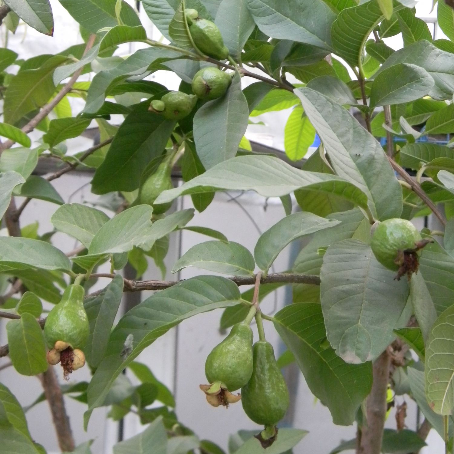 Гуайявы на большом растении